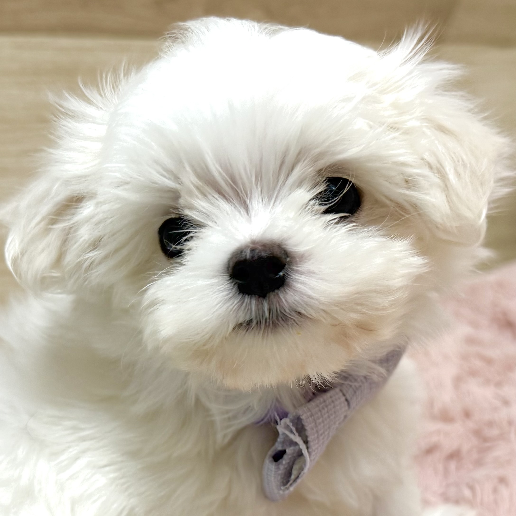 大阪府のマルチーズ (犬の家＆猫の里そよら東岸和田店/2026年3月21日生まれ/男の子/ホワイト)の子犬の1枚目の画像