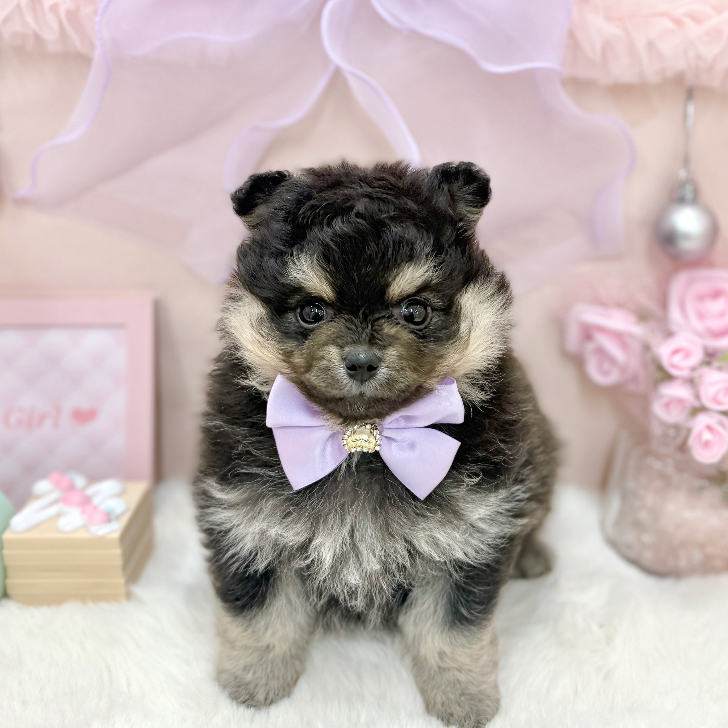 福井県のポメチワ/チワポメ/ポメチー(ポメラニアン×チワワ) (犬の家＆猫の里アミーゴ福井大和田店/2026年3月25日生まれ/女の子/ブラックタン)の子犬の1枚目の画像