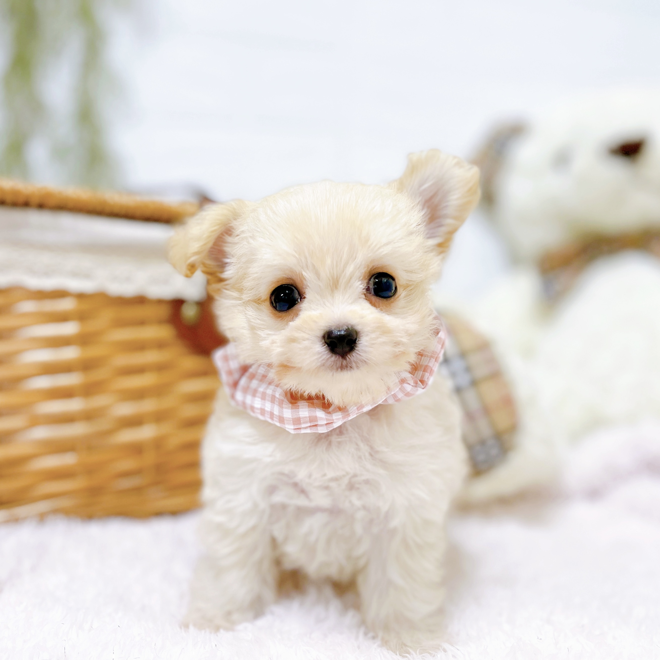滋賀県のミックス犬・ハーフ犬の子犬を価格や特徴で探す|ペット