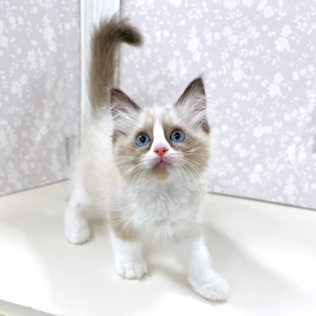 富山県のラグドール (犬の家＆猫の里アミーゴ高岡蓮花寺店/2026年3月26日生まれ/女の子/シールポイントバイカラー)の子猫の2枚目の画像