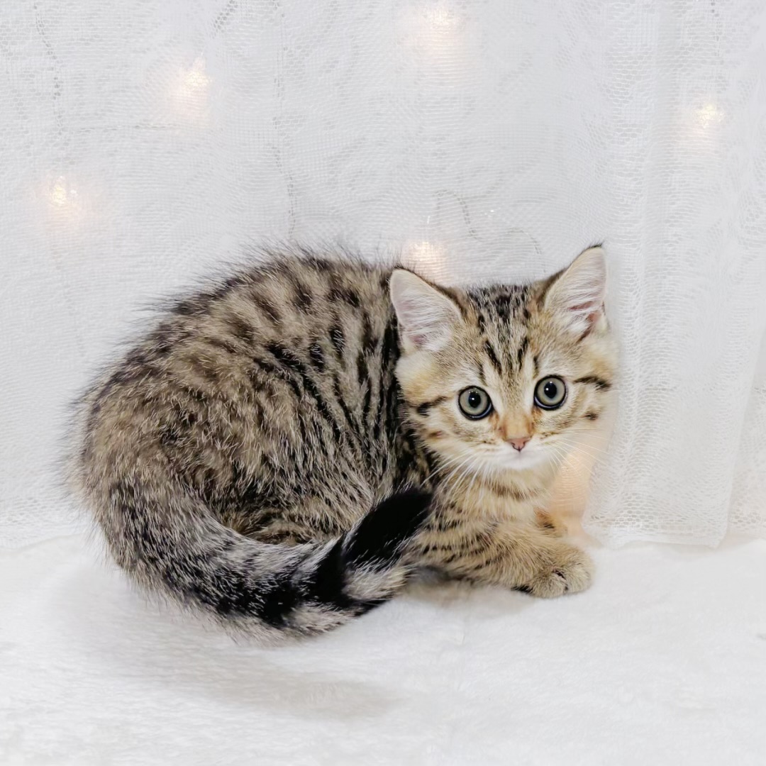 千葉県のブリティッシュショートヘアー (犬の家＆猫の里BIGHOPガーデンモール印西店/2026年3月25日生まれ/男の子/ブラウンマッカレルタビー)の子猫の2枚目の画像