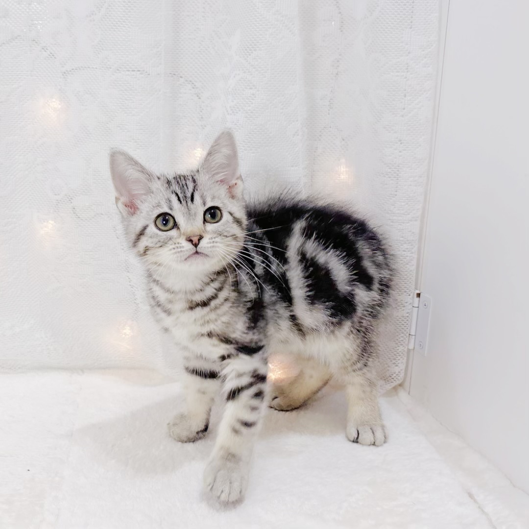 千葉県のアメリカンショートヘアー (犬の家＆猫の里BIGHOPガーデンモール印西店/2026年3月27日生まれ/男の子/シルバータビー)の子猫の2枚目の画像