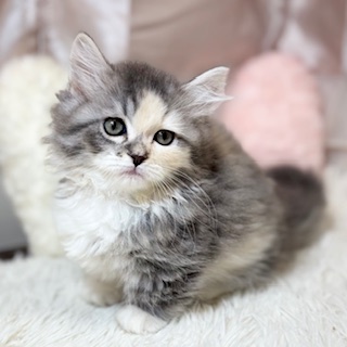 兵庫県のマンチカン (犬の家＆猫の里カナート西神戸店/2026年3月28日生まれ/女の子/ブルーパッチドタビーホワイト)の子猫の2枚目の画像