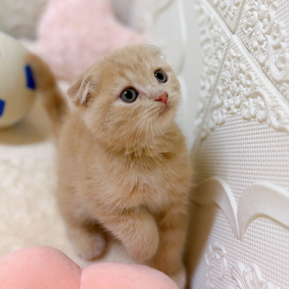 愛知県のスコティッシュフォールド (犬の家＆猫の里岡崎店/2026年3月28日生まれ/男の子/クリームタビー)の子猫の2枚目の画像