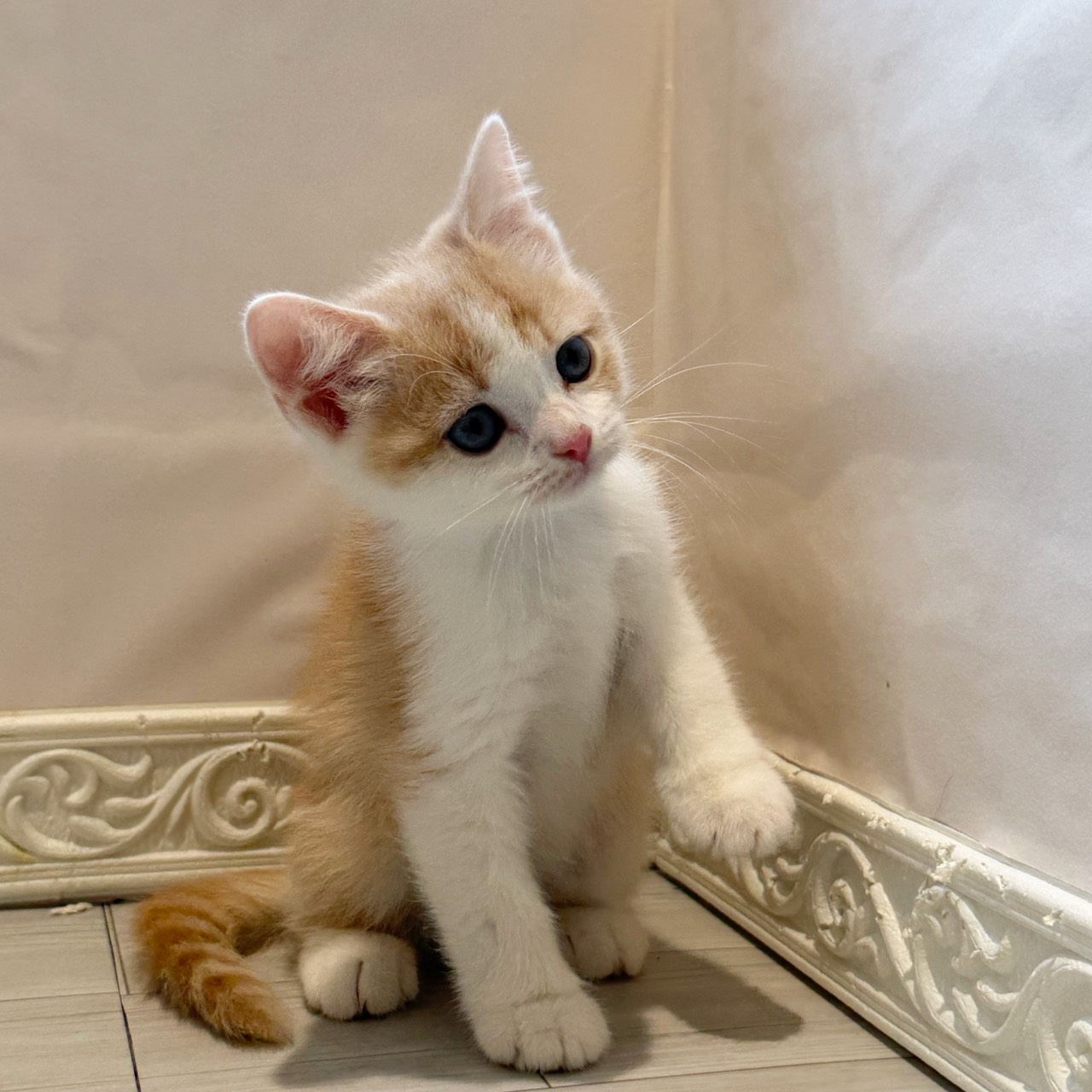 愛知県のスコティッシュストレート (犬の家＆猫の里春日井本店/2026年3月28日生まれ/男の子/クリームタビーホワイト)の子猫の2枚目の画像