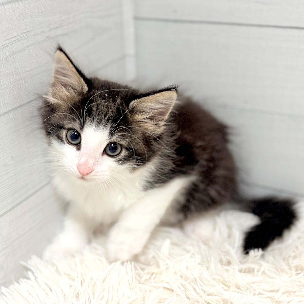 愛知県のノルウェージャンフォレストキャット (犬の家＆猫の里豊田店/2026年3月28日生まれ/男の子/ブラウンタビーホワイト)の子猫の2枚目の画像