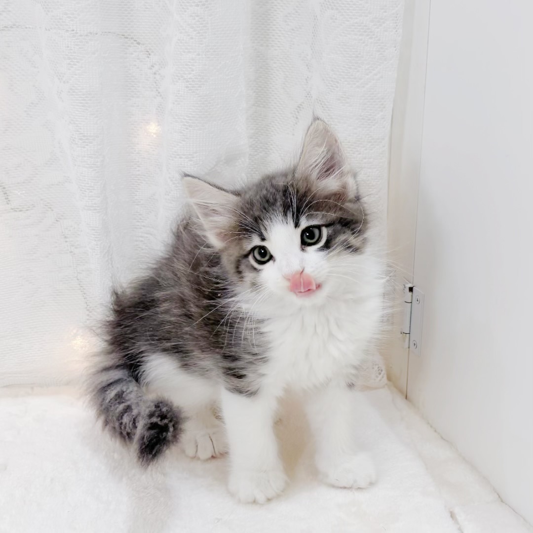 千葉県のノルウェージャンフォレストキャット (犬の家＆猫の里BIGHOPガーデンモール印西店/2026年3月28日生まれ/男の子/ブルータビーホワイト)の子猫の2枚目の画像