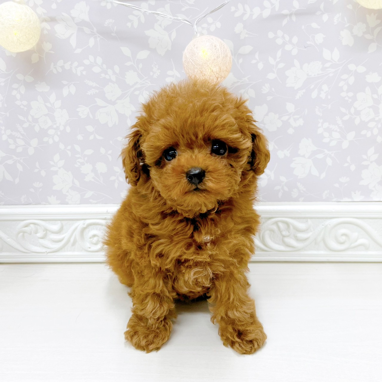 富山県のトイプードル(ティーカップ) (犬の家＆猫の里アミーゴ山室店/2026年3月25日生まれ/女の子/レッドフォーン)の子犬の2枚目の画像