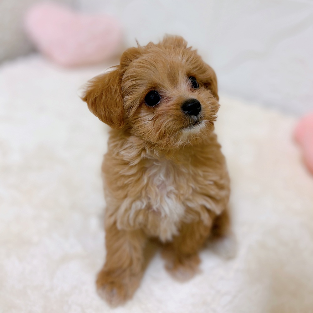 愛知県のチワプー/プーチー(チワワ×プードル) (犬の家＆猫の里岡崎店/2026年3月26日生まれ/女の子/アプリコット)の子犬の2枚目の画像