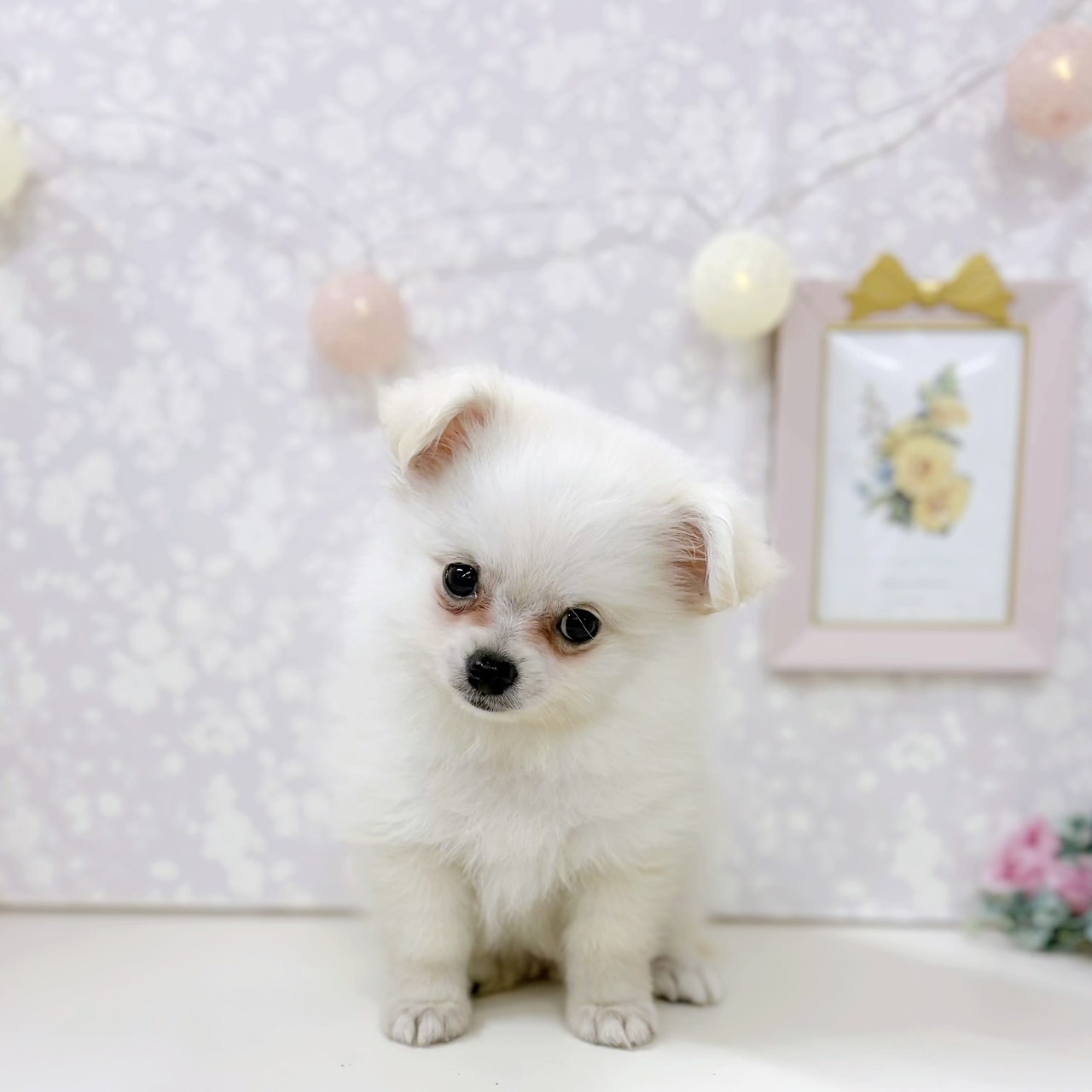 富山県のポメチワ/チワポメ/ポメチー(ポメラニアン×チワワ) (犬の家＆猫の里アミーゴ高岡蓮花寺店/2026年3月27日生まれ/男の子/クリーム)の子犬の2枚目の画像
