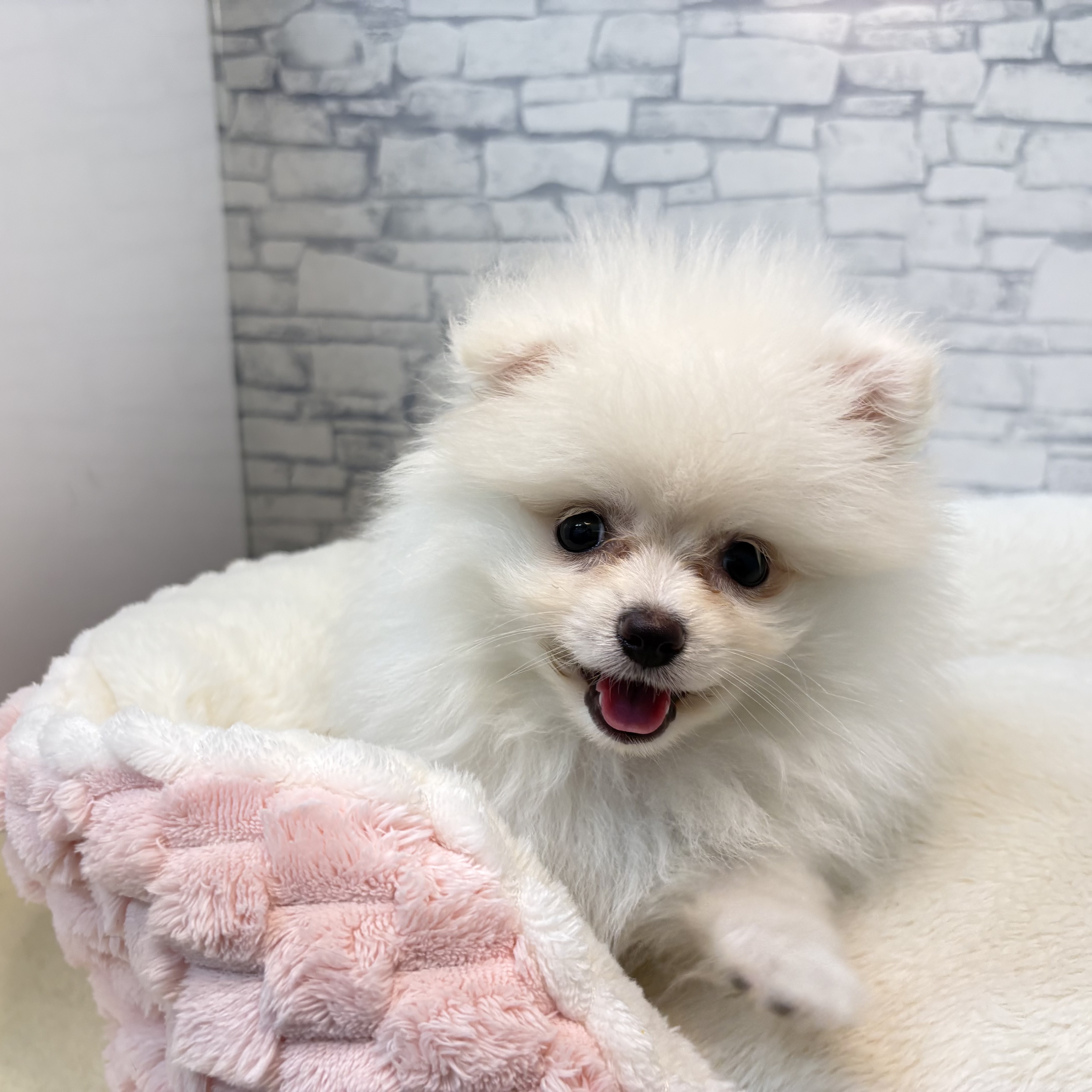 長野県のポメラニアン (犬の家＆猫の里長野店/2026年3月27日生まれ/男の子/クリーム)の子犬の2枚目の画像