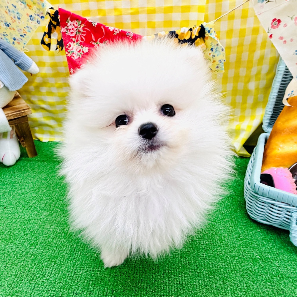 愛知県のポメラニアン (犬の家＆猫の里名古屋天白店/2026年3月27日生まれ/女の子/クリーム)の子犬の2枚目の画像