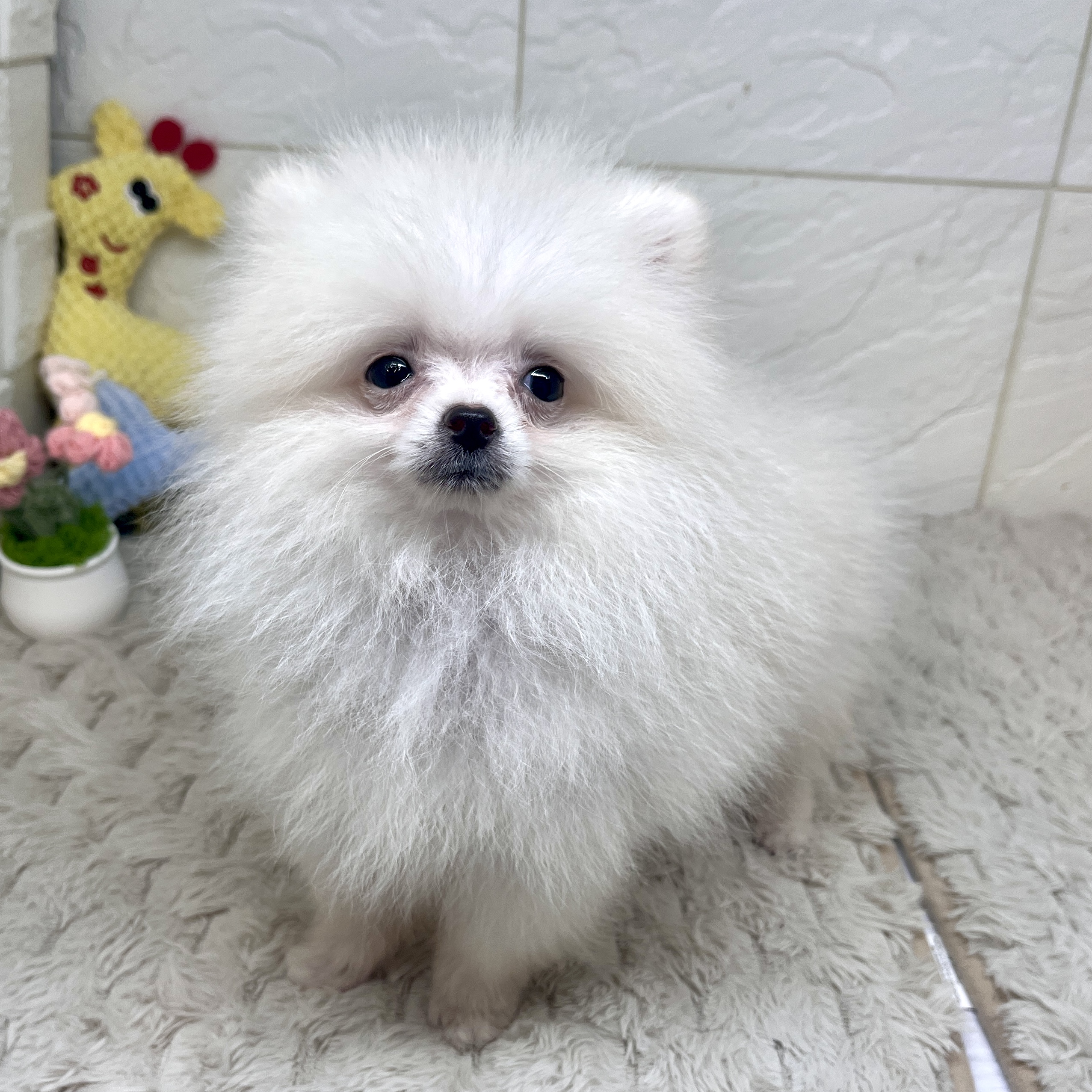 兵庫県のポメラニアン (犬の家＆猫の里ゆめタウン姫路店/2026年3月29日生まれ/男の子/クリーム)の子犬の2枚目の画像