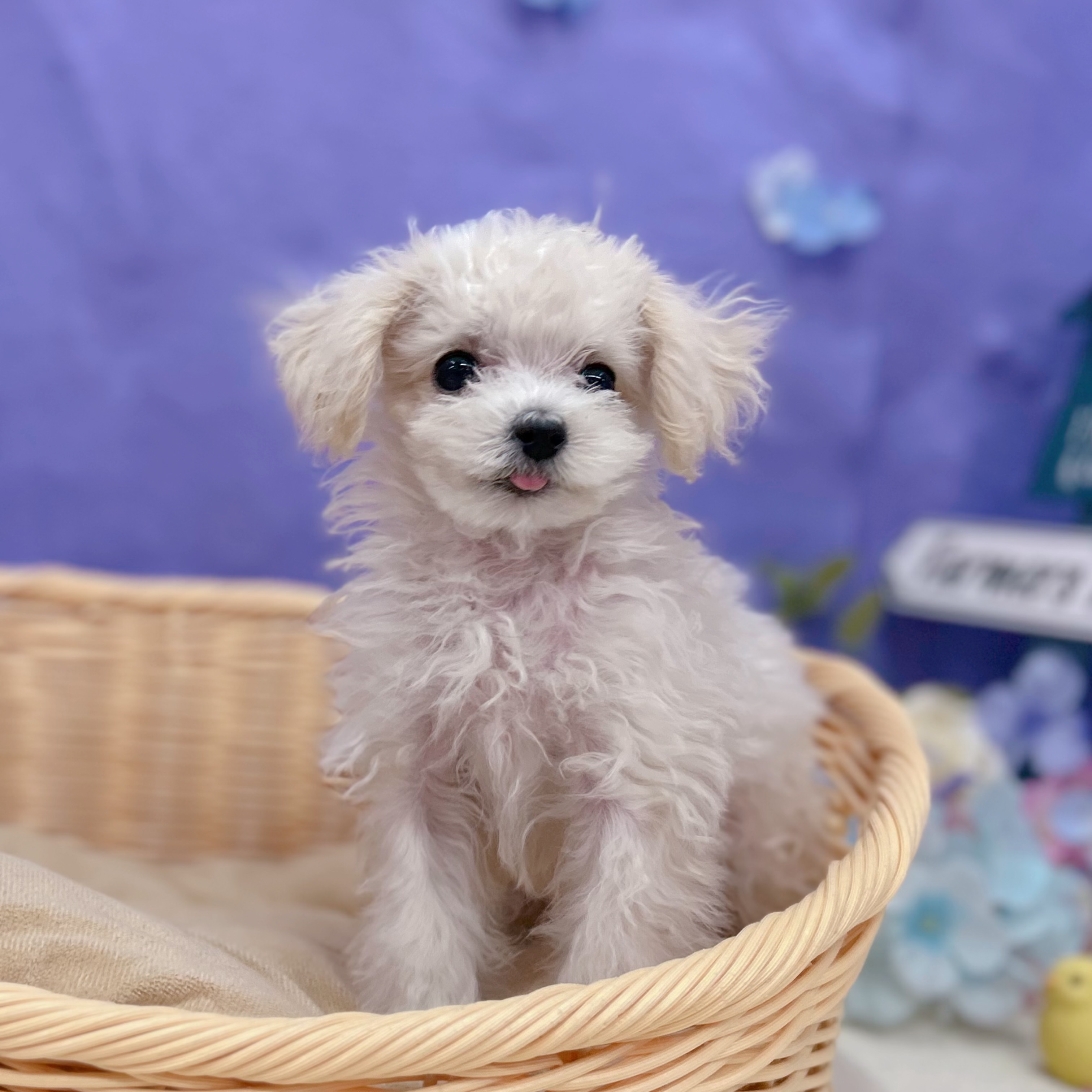 ハーフ犬女の子の写真