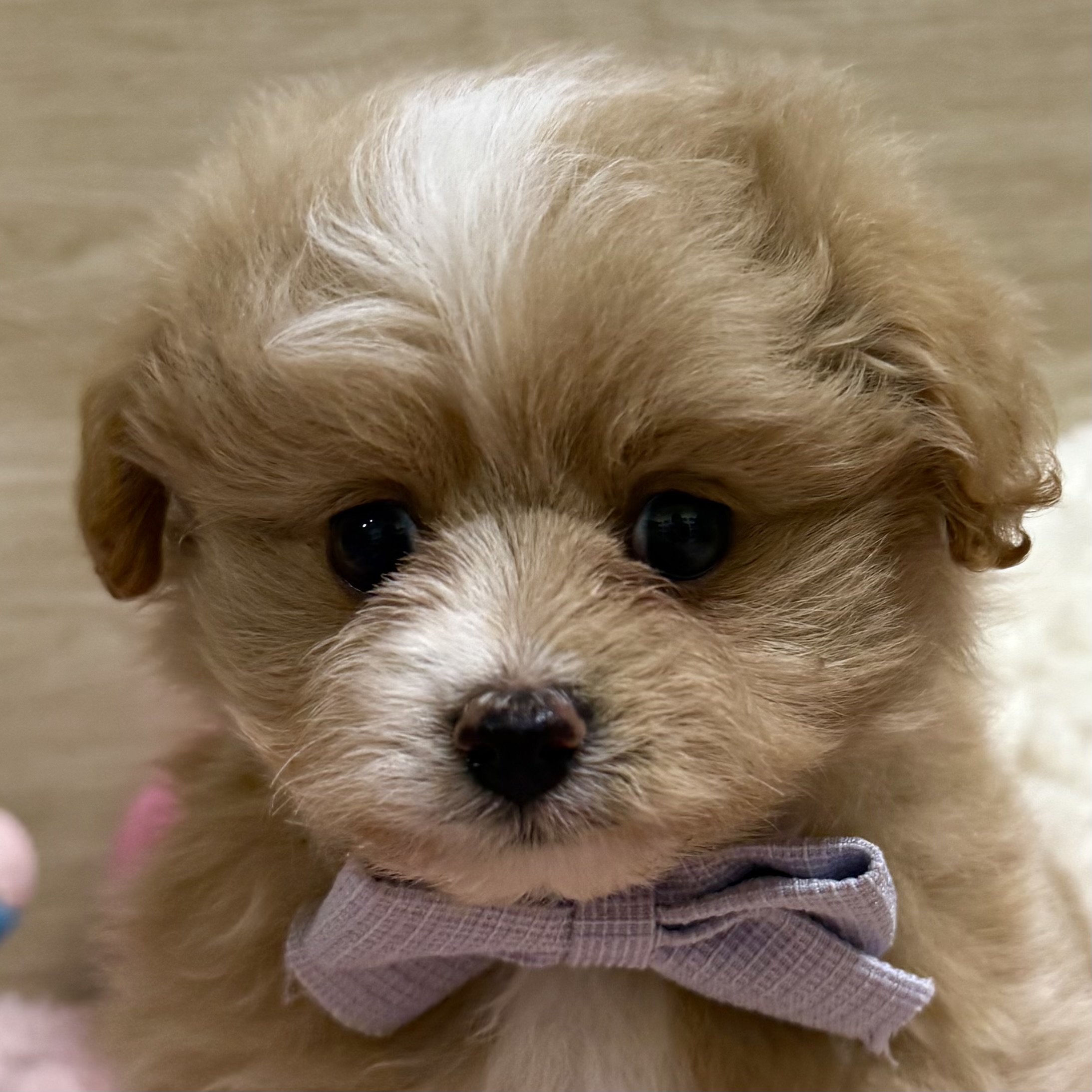 ハーフ犬女の子の写真