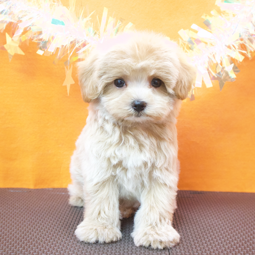 ハーフ犬男の子の写真