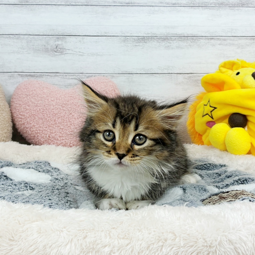 兵庫県のミヌエット (犬の家＆猫の里川西店/2026年3月27日生まれ/男の子/ブラウンタビーホワイト)の子猫の2枚目の画像