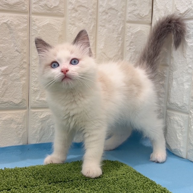 岡山県のラグドール (犬の家＆猫の里倉敷店/2026年3月18日生まれ/男の子/ブルーポイントバイカラー)の子猫の2枚目の画像