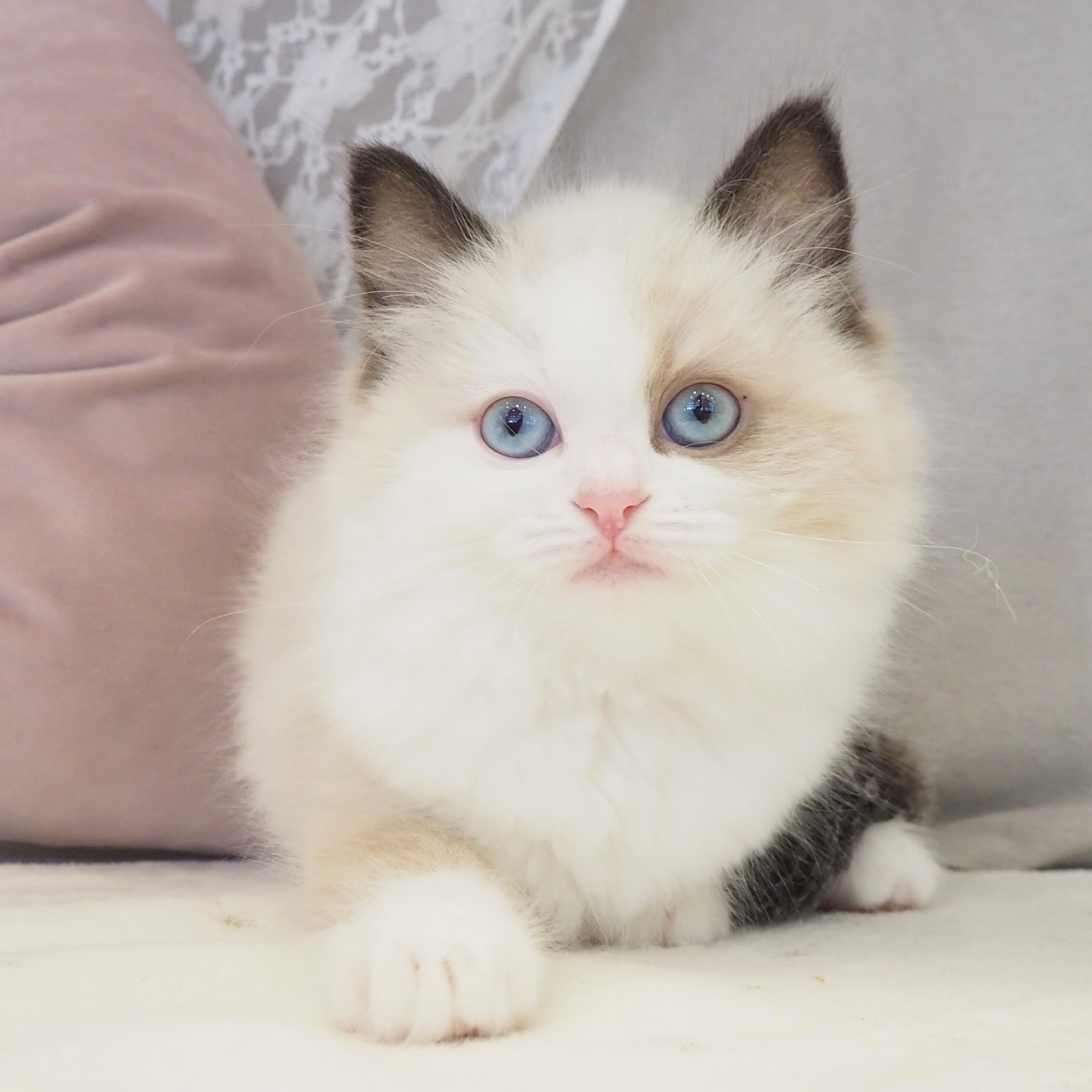大阪府のラグドール (犬の家＆猫の里もりのみやキューズモールBASE店/2026年3月21日生まれ/女の子/シールポイントバイカラー)の子猫の1枚目の画像