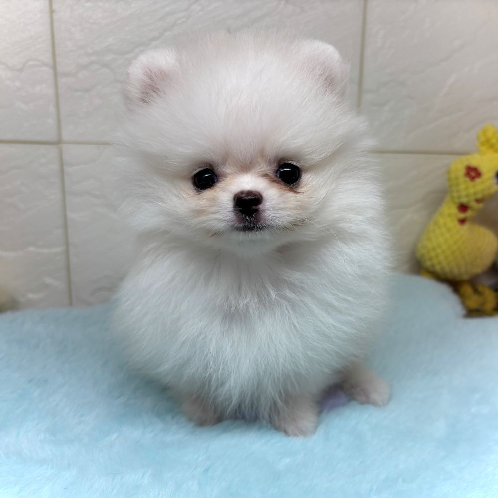 兵庫県のポメラニアン (犬の家＆猫の里ゆめタウン姫路店/2026年3月26日生まれ/男の子/クリーム)の子犬の1枚目の画像