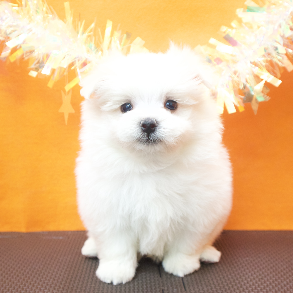 ハーフ犬男の子の写真
