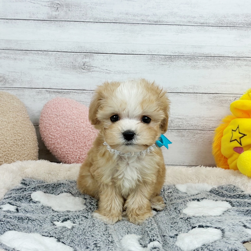 兵庫県のマルプー(マルチーズ×プードル) (犬の家＆猫の里川西店/2026年3月27日生まれ/男の子/クリームホワイト)の子犬の2枚目の画像