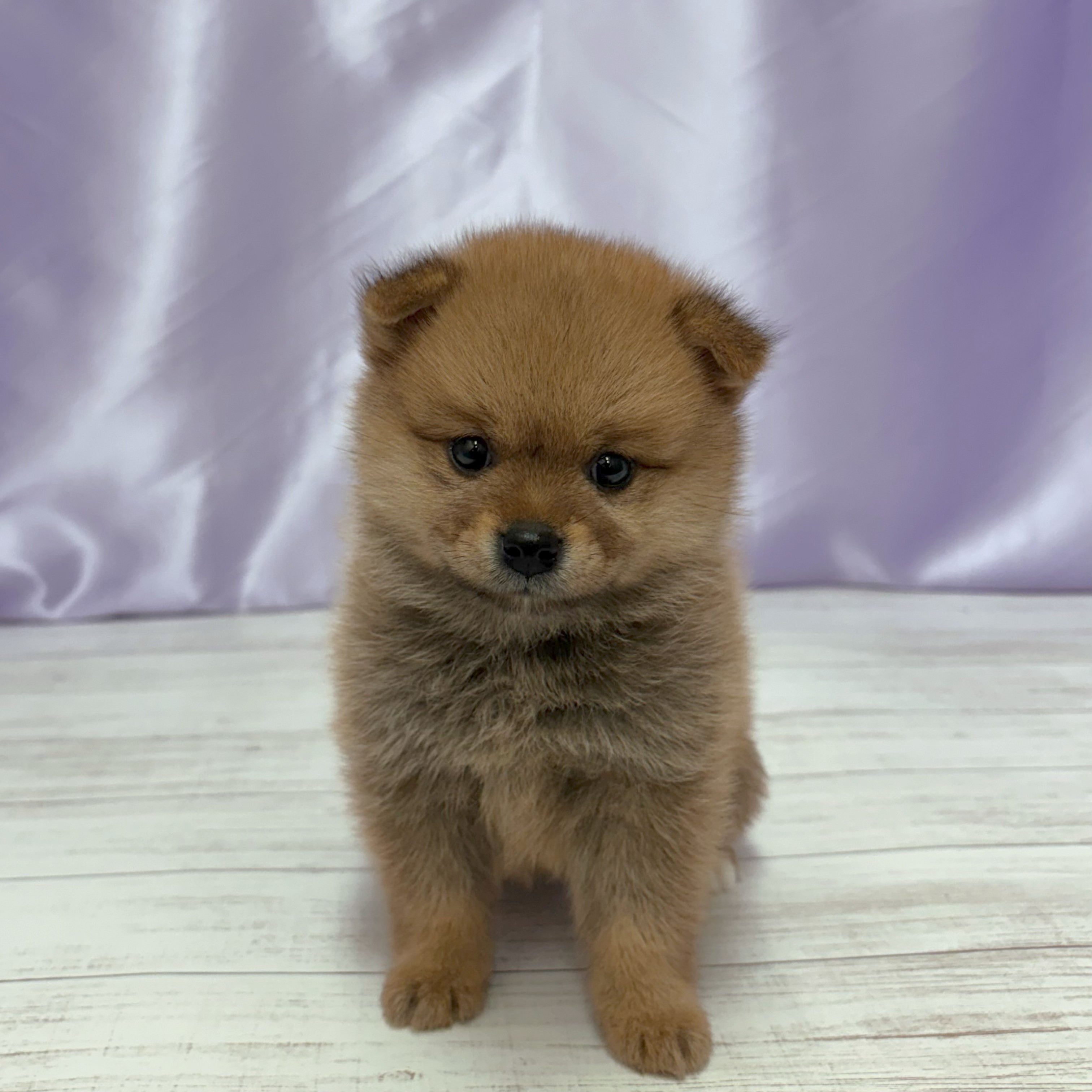 兵庫県のポメ柴/豆ポメ/ポメ豆柴(ポメラニアン×柴犬) (犬の家＆猫の里尼崎店/2026年3月29日生まれ/女の子/赤)の子犬の1枚目の画像