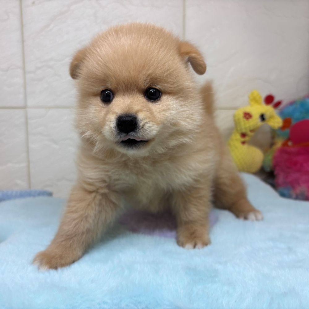 兵庫県のポメ柴/豆ポメ/ポメ豆柴(ポメラニアン×柴犬) (犬の家＆猫の里ゆめタウン姫路店/2026年3月29日生まれ/男の子/クリーム)の子犬の2枚目の画像