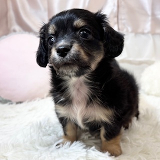 兵庫県のチワックス(チワワ×ダックス) (犬の家＆猫の里カナート西神戸店/2026年3月28日生まれ/男の子/ブラックタン)の子犬の2枚目の画像