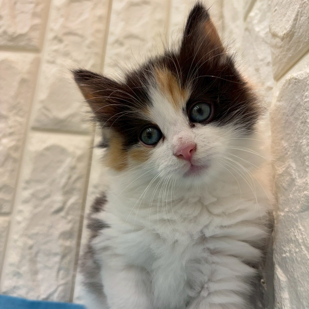 岡山県のノルウェージャンフォレストキャット (犬の家＆猫の里倉敷店/2026年3月29日生まれ/女の子/キャリコ)の子猫の2枚目の画像
