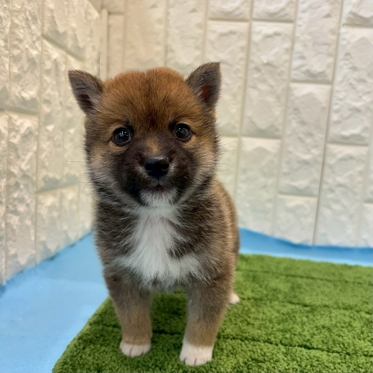 岡山県の豆柴 (犬の家＆猫の里倉敷店/2026年3月27日生まれ/男の子/赤)の子犬の2枚目の画像