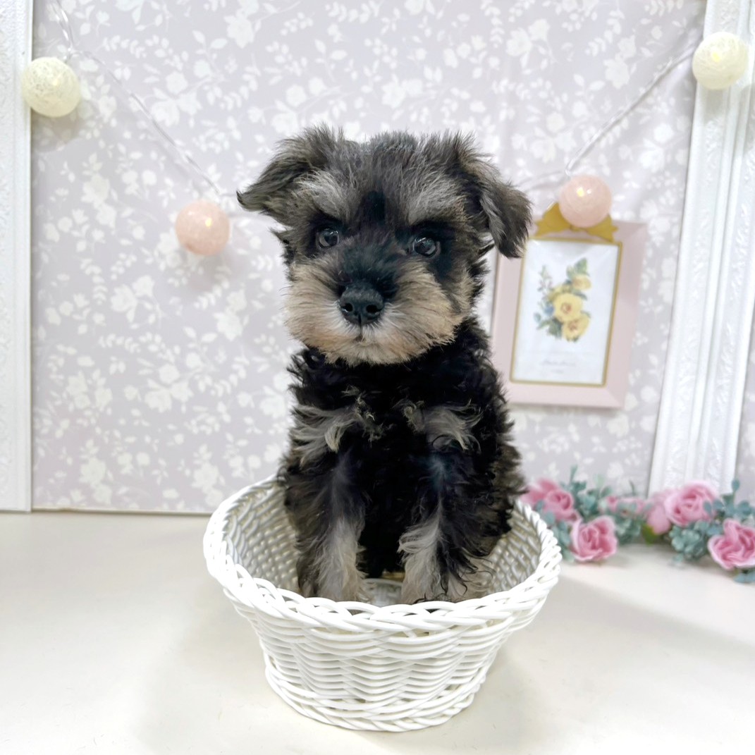 富山県のミニチュアシュナウザー (犬の家＆猫の里アミーゴ高岡蓮花寺店/2026年3月27日生まれ/男の子/ソルトペッパー)の子犬の2枚目の画像