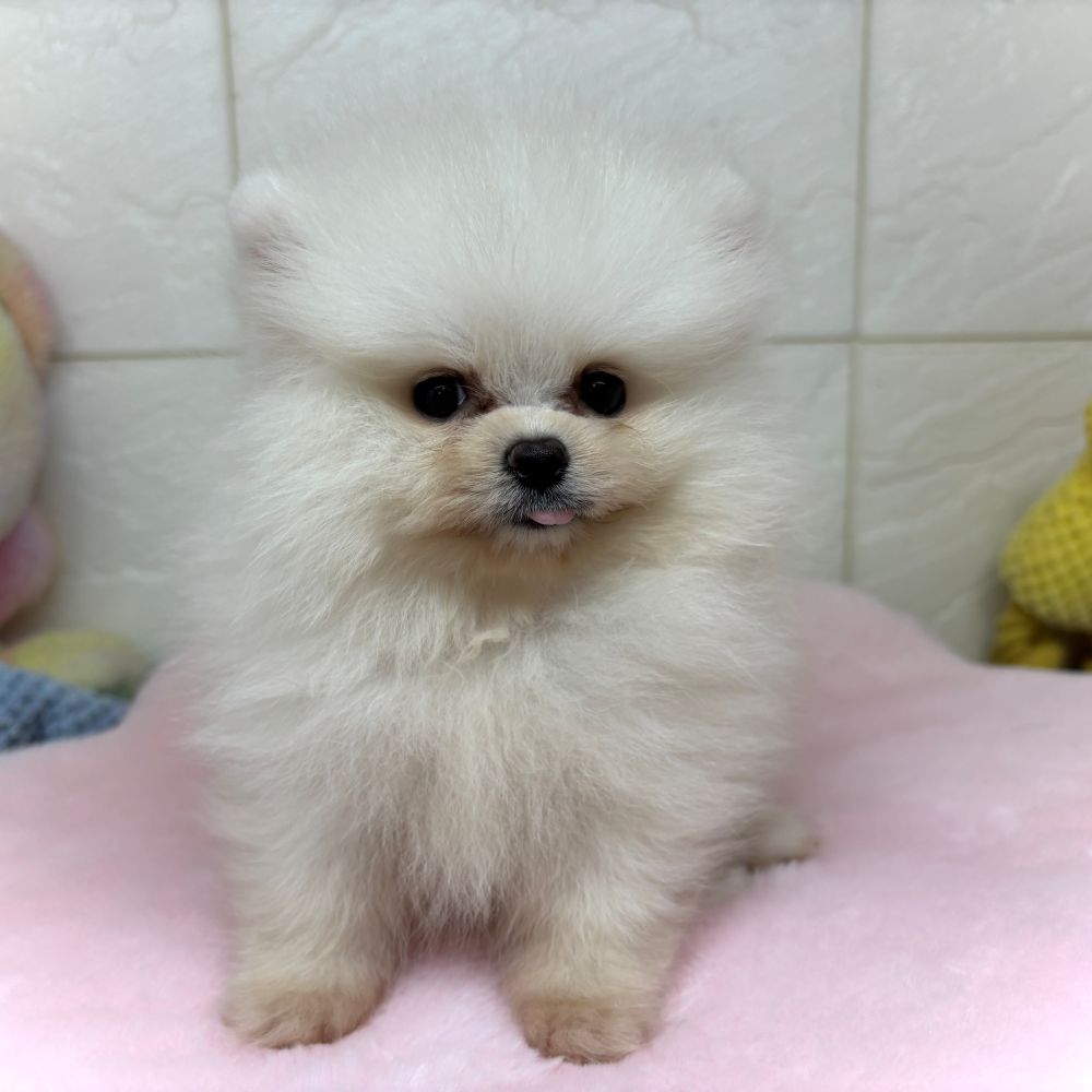 兵庫県のポメラニアン (犬の家＆猫の里ゆめタウン姫路店/2026年3月23日生まれ/女の子/クリーム)の子犬の2枚目の画像