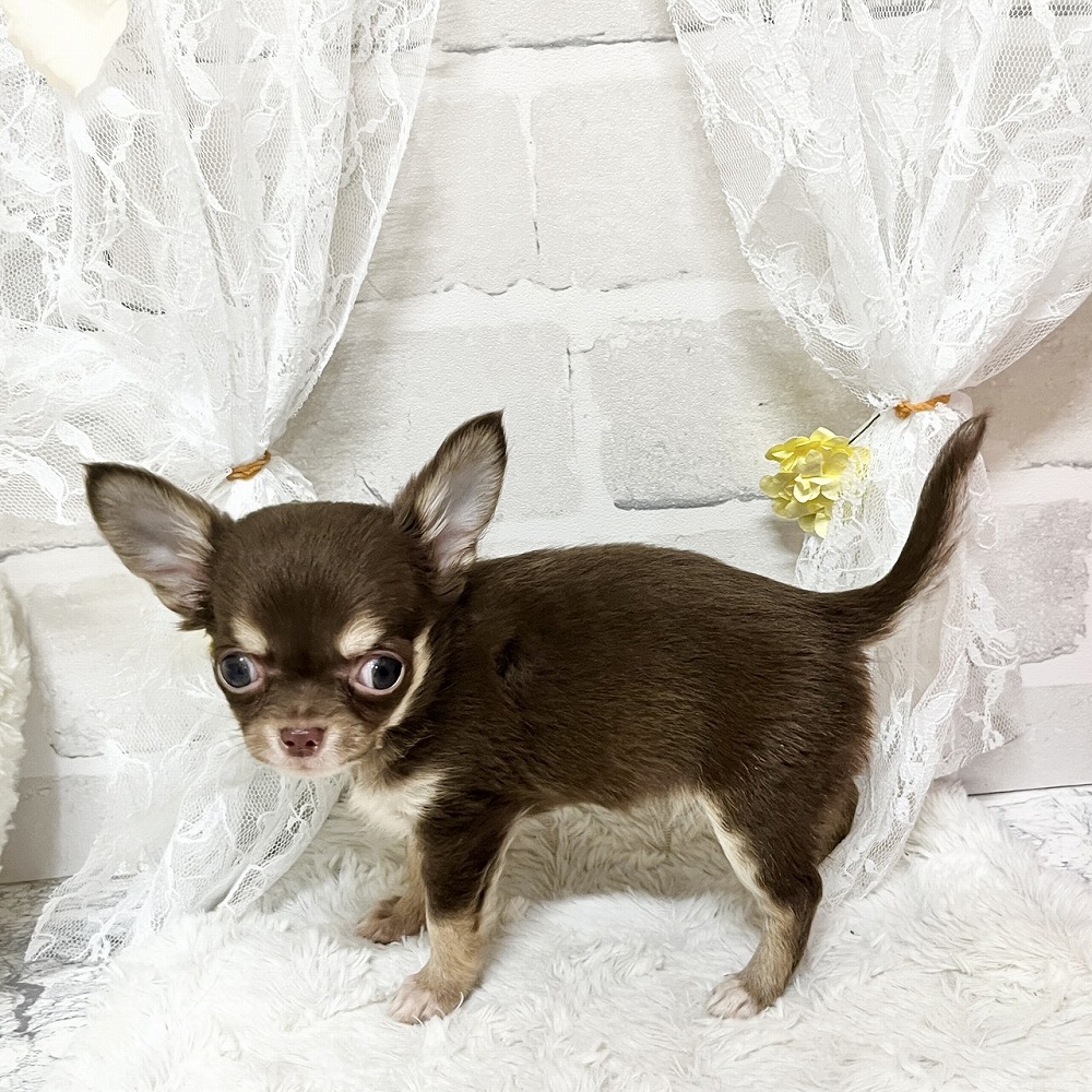 京都府のチワワ(ロング) (犬の家＆猫の里京都精華店/2026年3月24日生まれ/男の子/チョコレートタン)の子犬の2枚目の画像