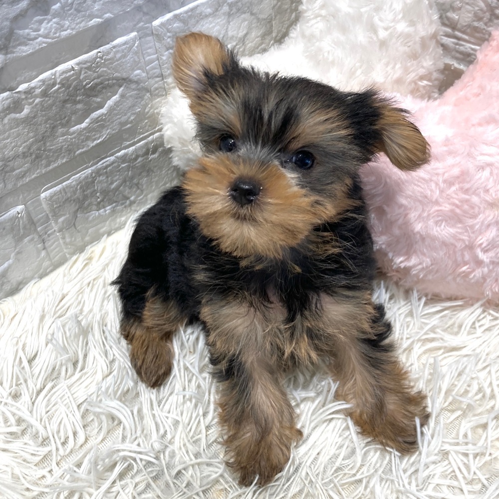 愛知県のヨークシャーテリア (犬の家＆猫の里MiO香久山店/2026年3月28日生まれ/女の子/スチールブルータン)の子犬の2枚目の画像