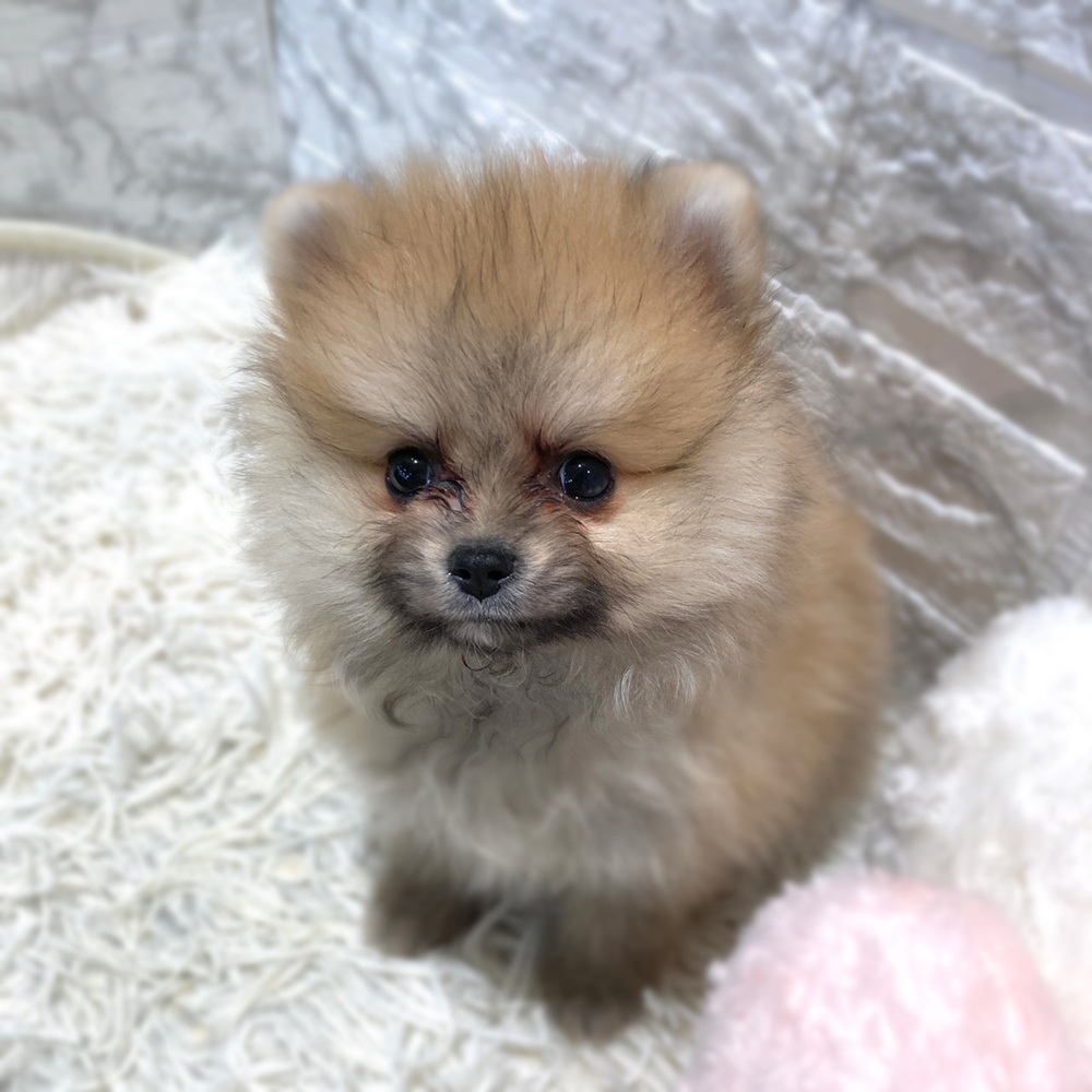 愛知県のポメラニアン (犬の家＆猫の里MiO香久山店/2026年3月29日生まれ/男の子/オレンジ)の子犬