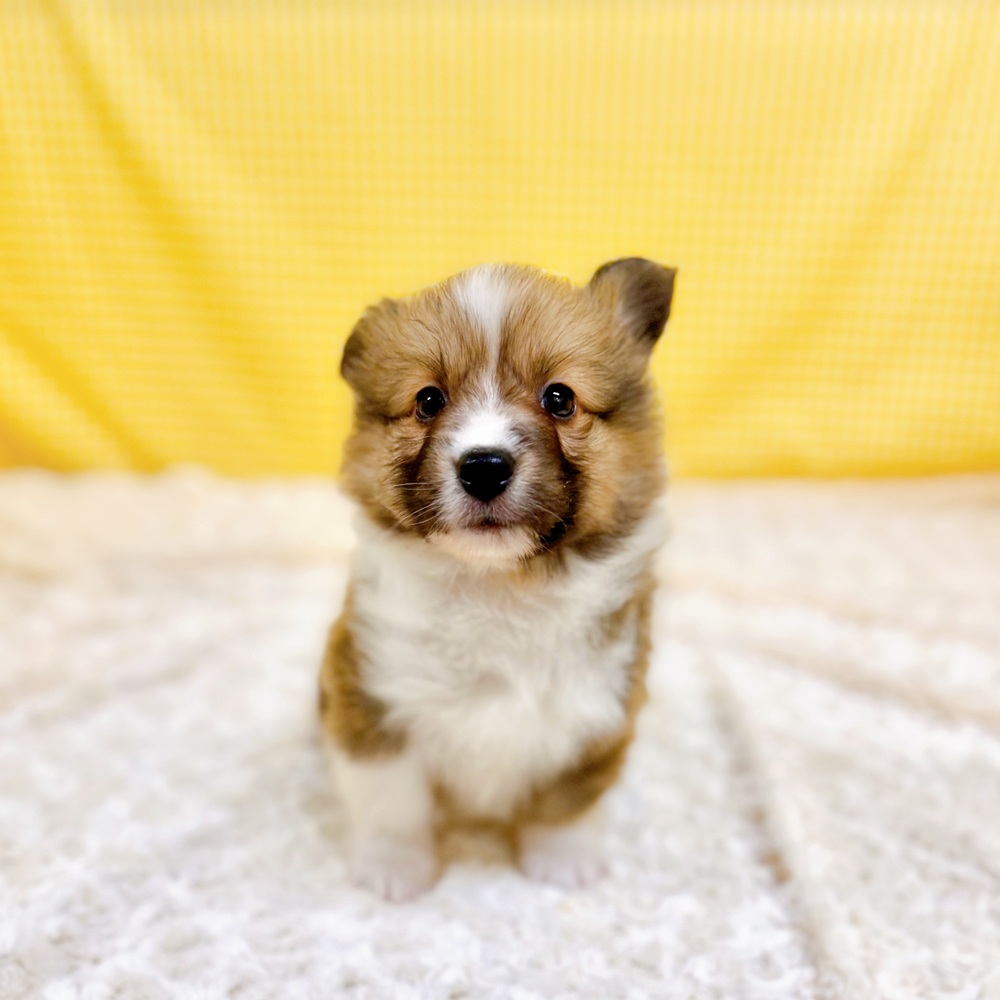 愛知県のハーフ犬・ミックス犬 (犬の家＆猫の里一宮店/2026年3月29日生まれ/男の子/セーブルホワイト)の子犬の2枚目の画像