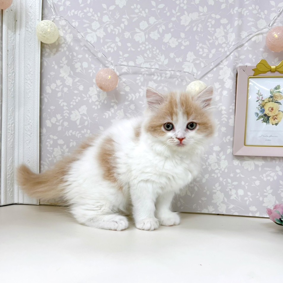 富山県のラガマフィン (犬の家＆猫の里アミーゴ高岡蓮花寺店/2026年3月27日生まれ/女の子/クリームタビーホワイト)の子猫の2枚目の画像