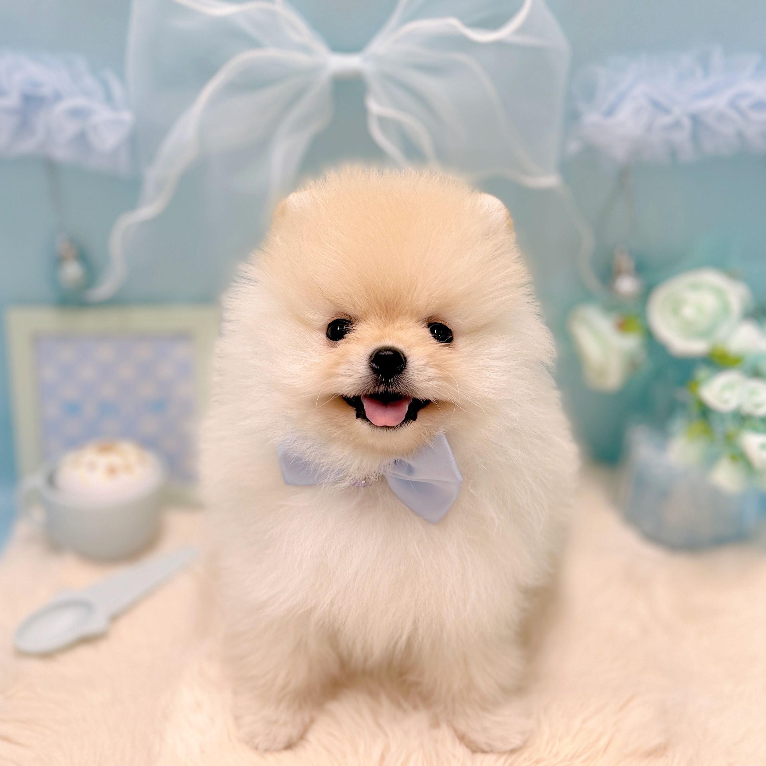 福井県のポメラニアン (犬の家＆猫の里アミーゴ福井大和田店/2026年3月28日生まれ/男の子/クリーム)の子犬の2枚目の画像