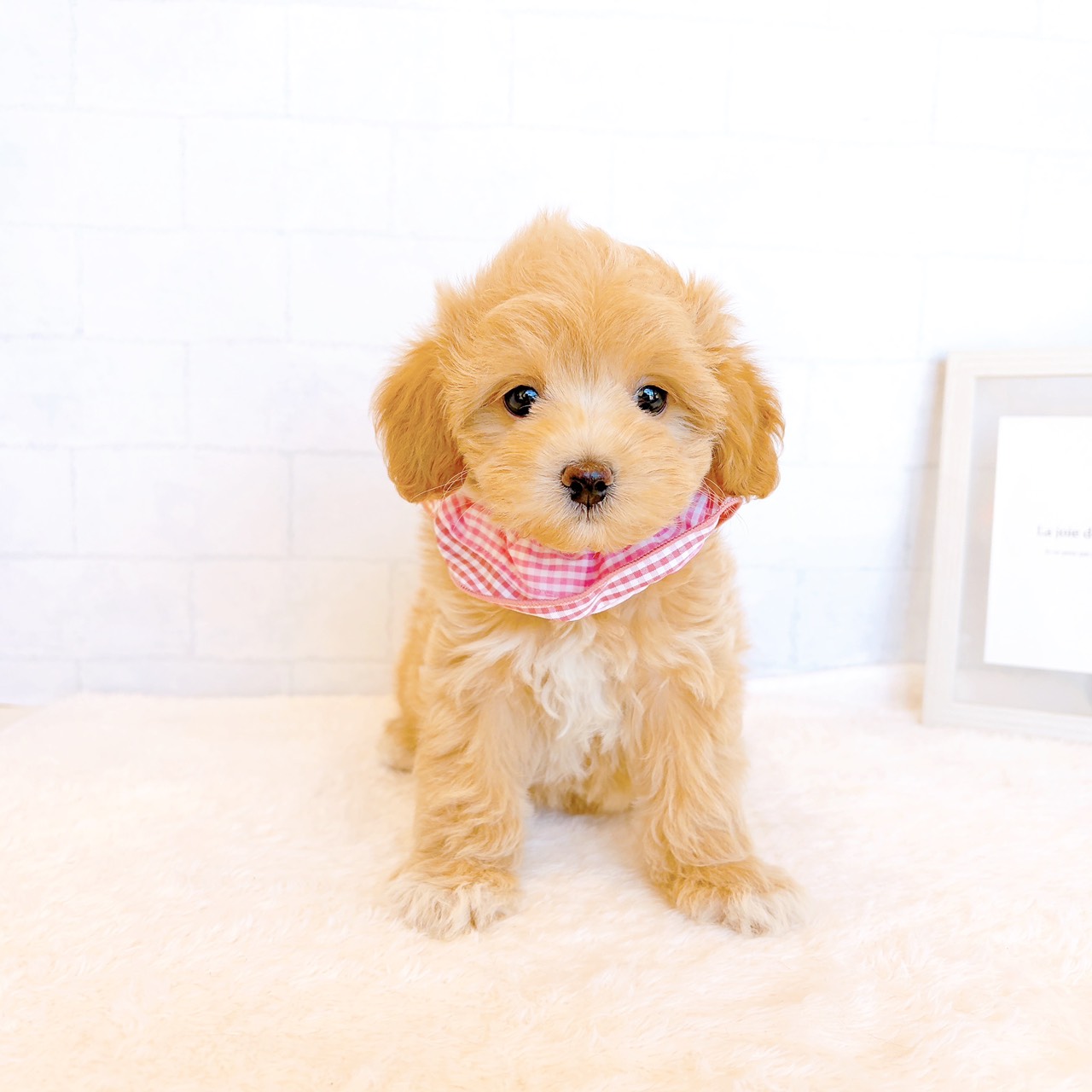 ブリーダーのもとにいるハーフ犬 アプリコット 女の子のご紹介(2639