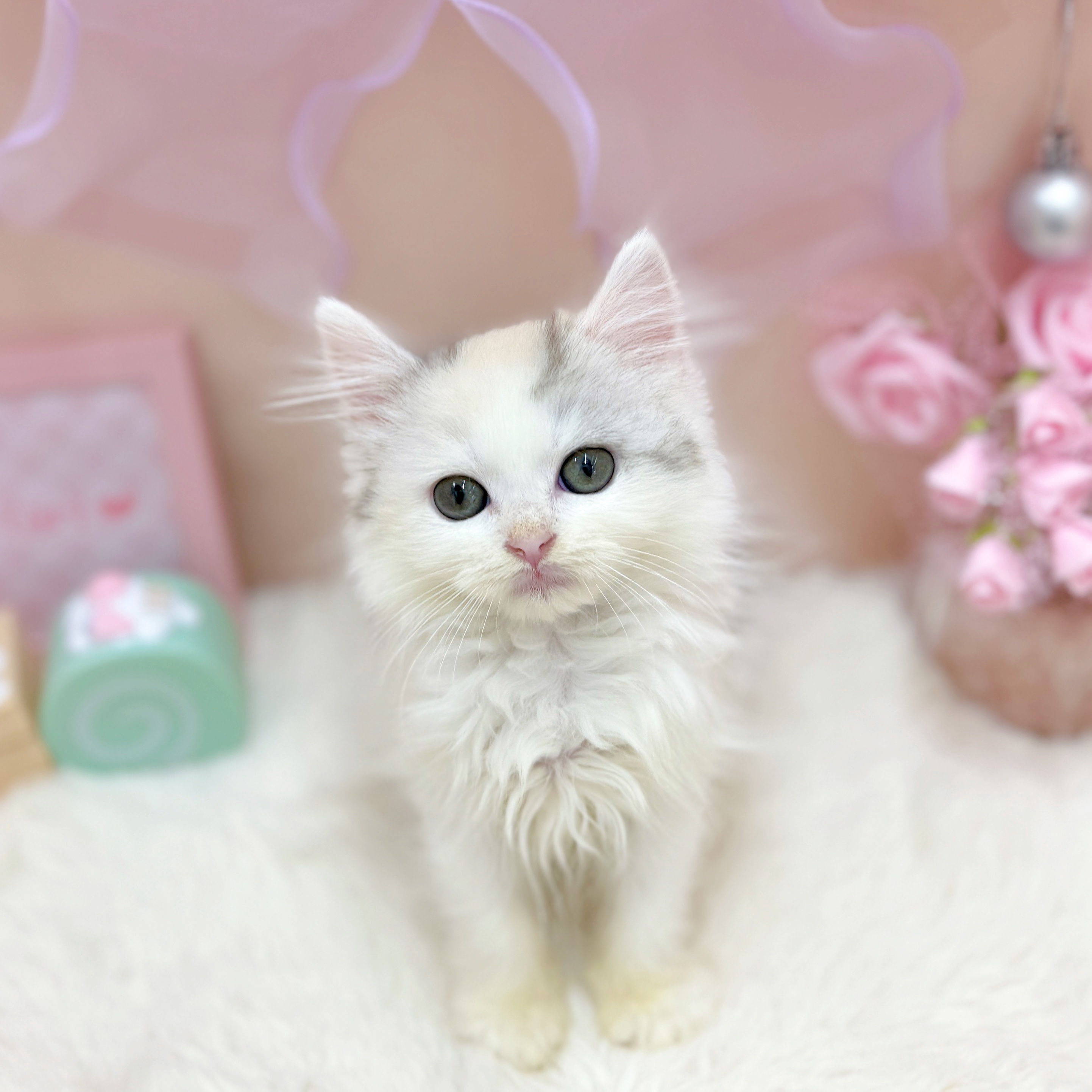 福井県のラガマフィン (犬の家＆猫の里アミーゴ福井大和田店/2026年3月26日生まれ/女の子/ブルーパッチドタビーホワイト)の子猫の2枚目の画像