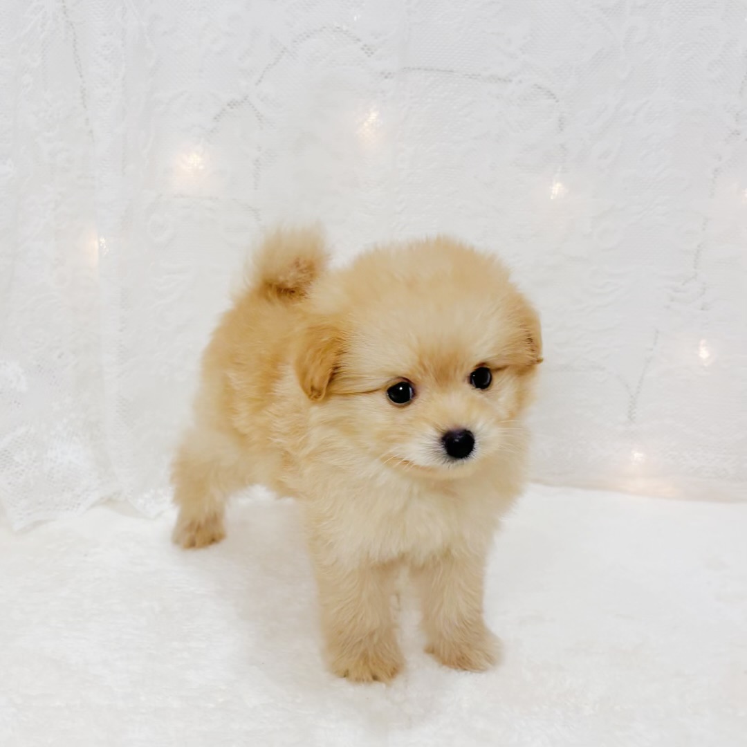 千葉県のポメプー(ポメラニアン×プードル) (犬の家＆猫の里BIGHOPガーデンモール印西店/2026年3月29日生まれ/男の子/アプリコット)の子犬の2枚目の画像
