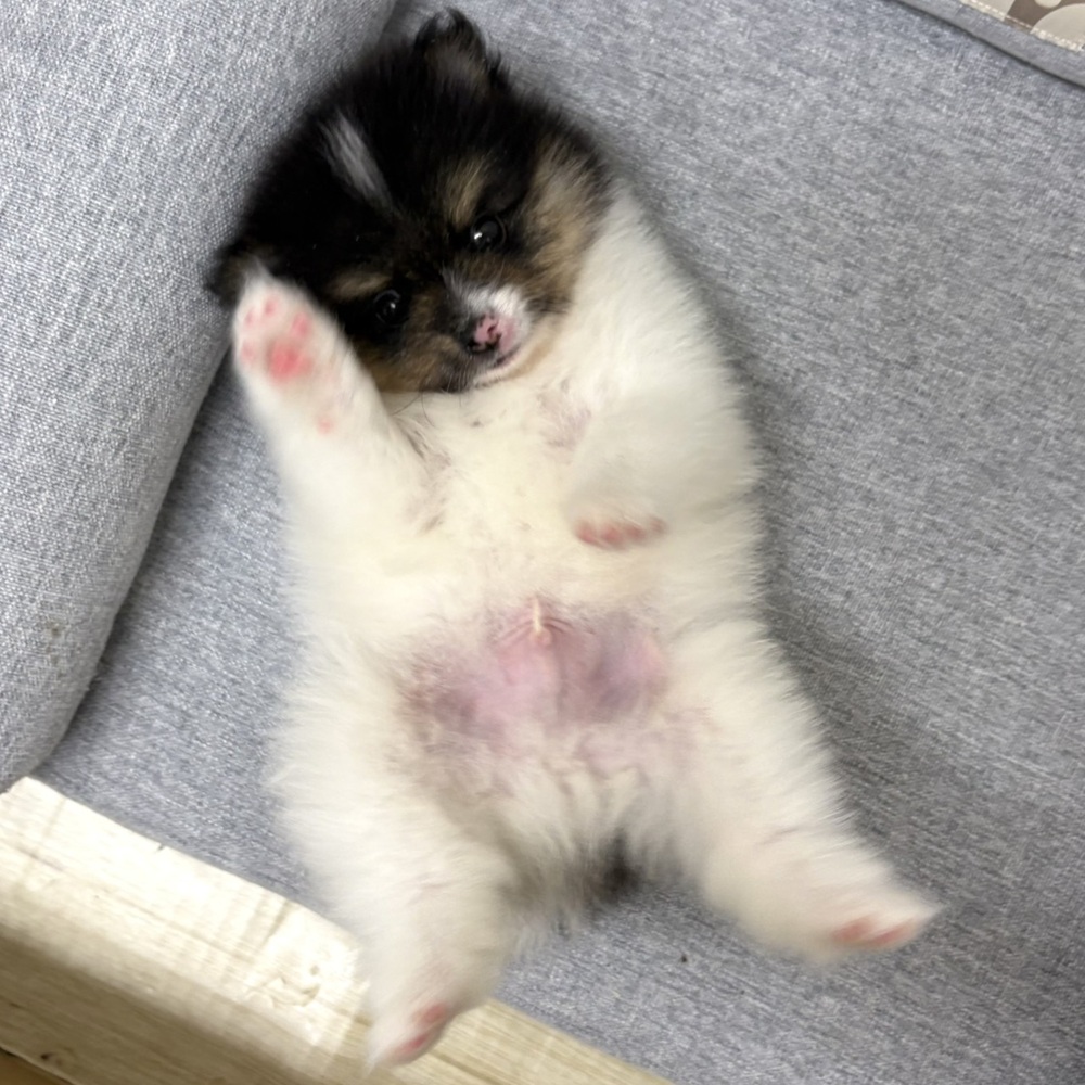 長野県のポメラニアン (犬の家＆猫の里塩尻店/2026年3月30日生まれ/男の子/ブラックタンホワイト)の子犬の2枚目の画像