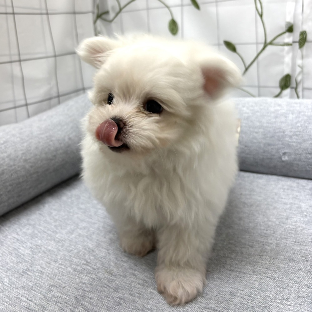 長野県のポメマル/マルポメ(ポメラニアン×マルチーズ) (犬の家＆猫の里塩尻店/2026年3月29日生まれ/女の子/ホワイト)の子犬の2枚目の画像