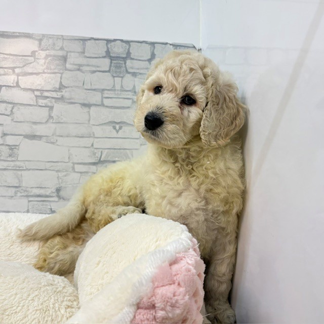 スタンダードプードル(ホワイト(白)系)の子犬を価格や特徴で探す
