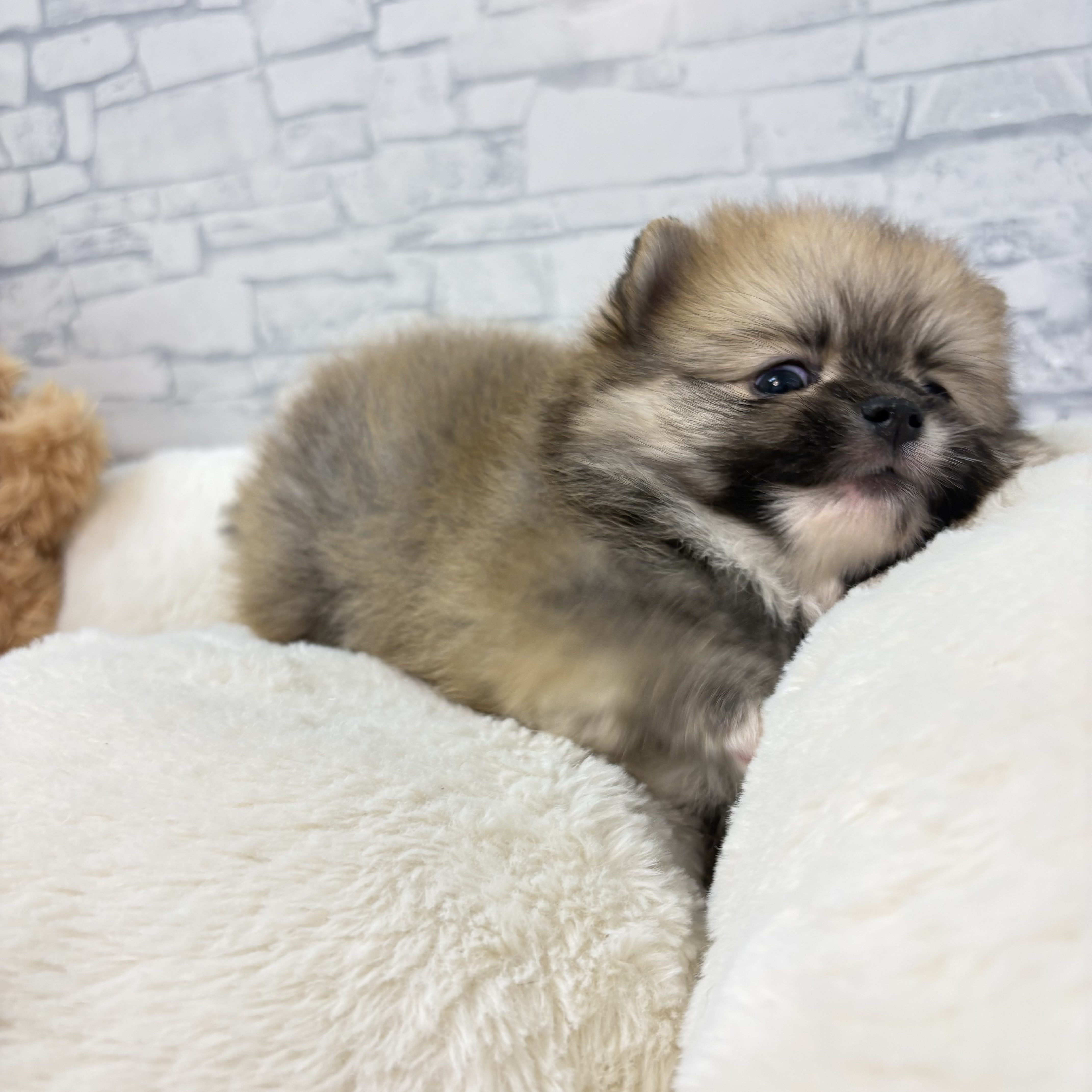 長野県のポメラニアン (犬の家＆猫の里長野店/2026年3月31日生まれ/女の子/オレンジ)の子犬の2枚目の画像