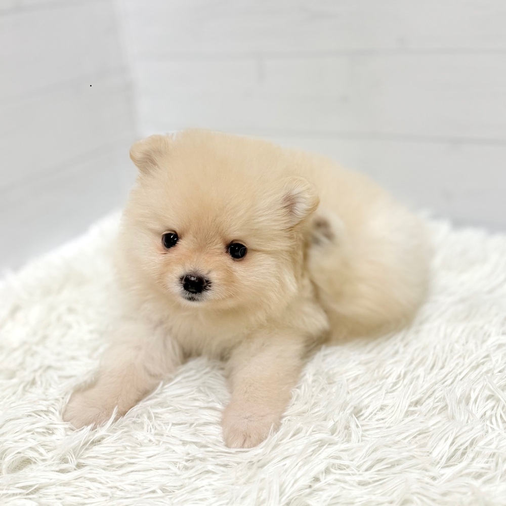 愛知県のポメラニアン (犬の家＆猫の里豊田店/2026年3月29日生まれ/女の子/クリーム)の子犬の2枚目の画像