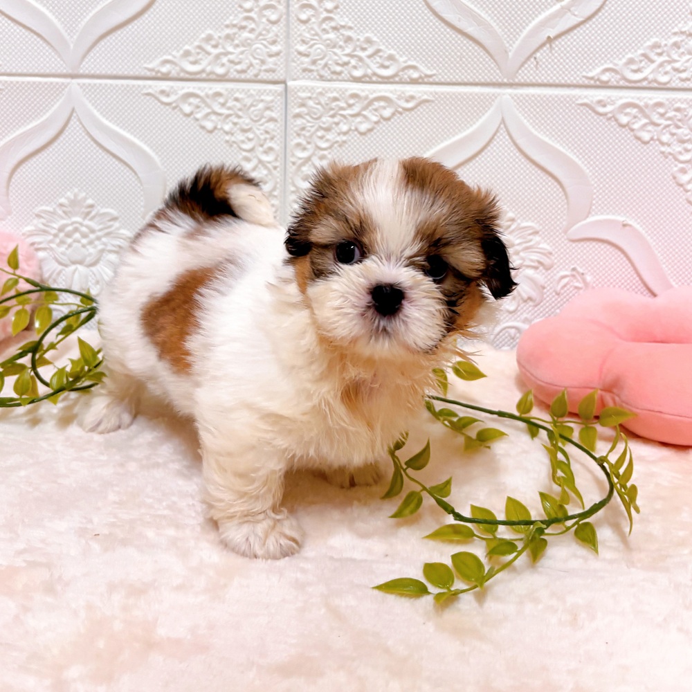 愛知県のシーズーの子犬を価格や特徴で探す|ペットショップ探すなら