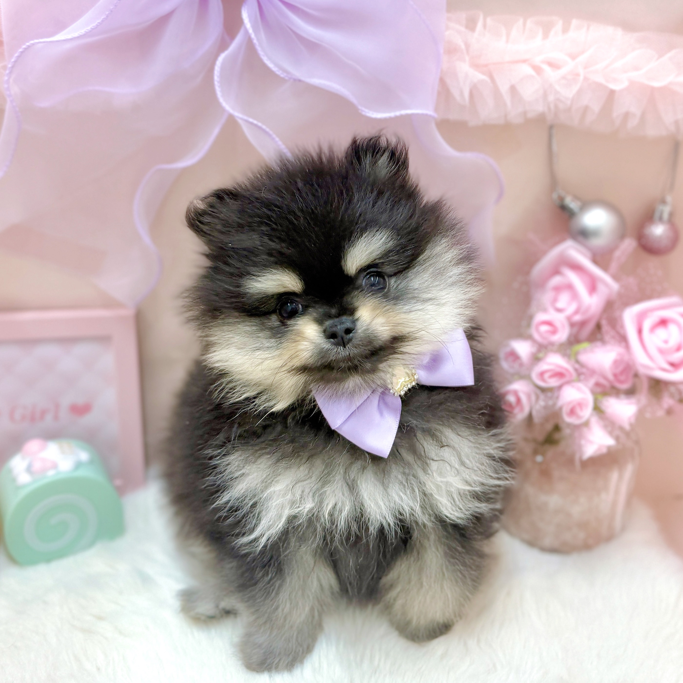 福井県のポメラニアン (犬の家＆猫の里アミーゴ福井大和田店/2026年3月30日生まれ/女の子/ブラックタン)の子犬の2枚目の画像