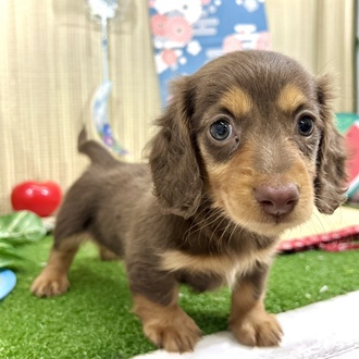 神奈川県のミニチュアダックスフンド(ロング) (犬の家＆猫の里小田原店/2026年3月31日生まれ/女の子/チョコレートタン)の子犬の1枚目の画像